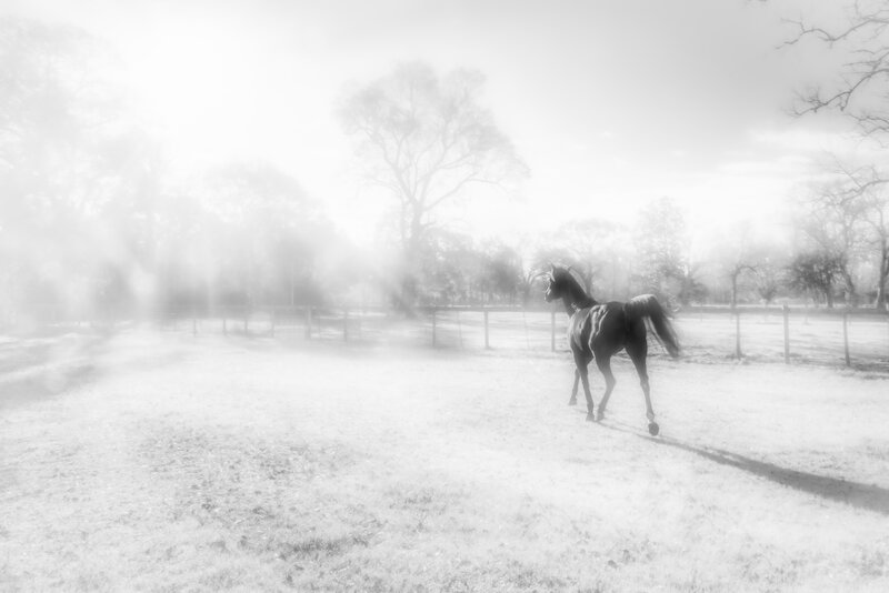 Field of Hope, Archival Pigmant Photograph on Hahnemühle Fine Art Baryta, 16x24 by Beth Sheridan