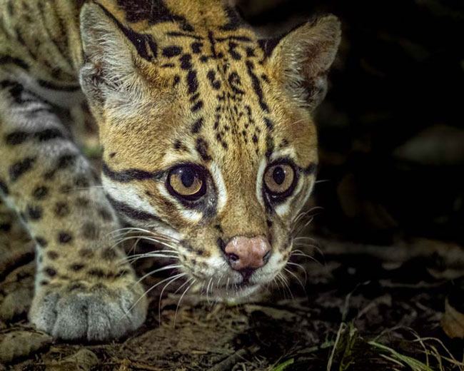 Ocelot on the Prowl, photography, 17" x 22"
