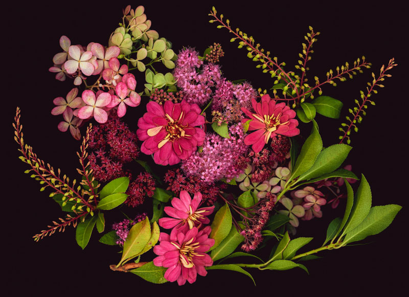 floral photograph