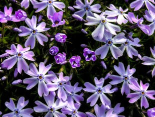 purple flowers photograph